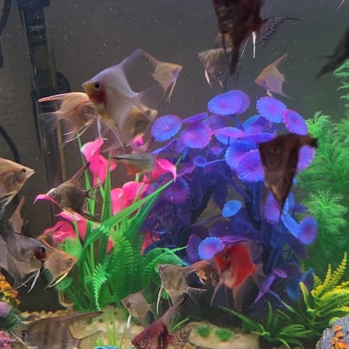 Pack angelfish beautiful - pack, 7